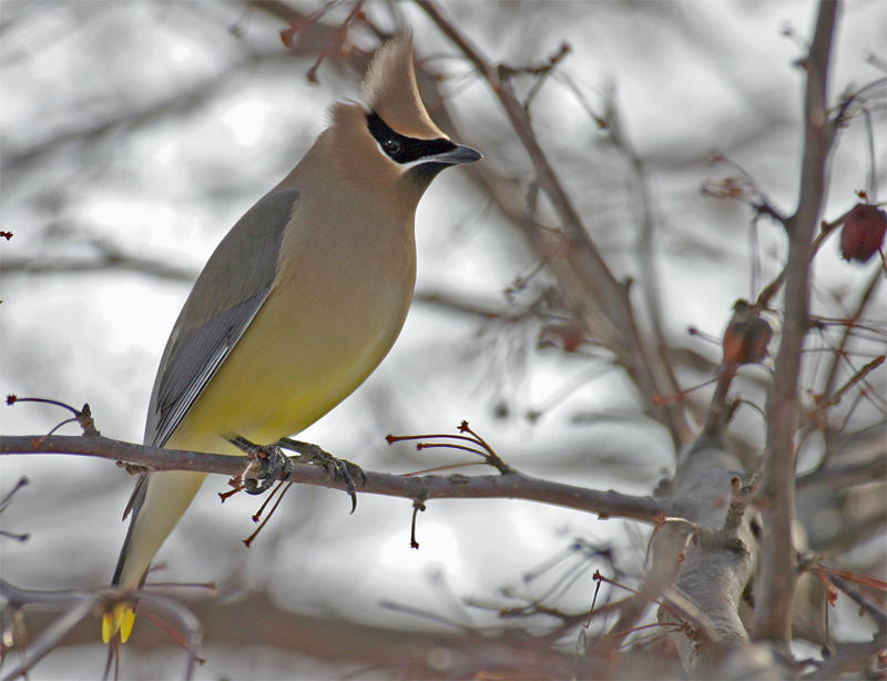 Cedar Waxwing