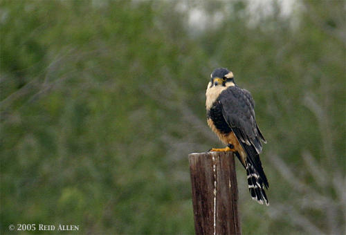 Aplomado Falcon 3