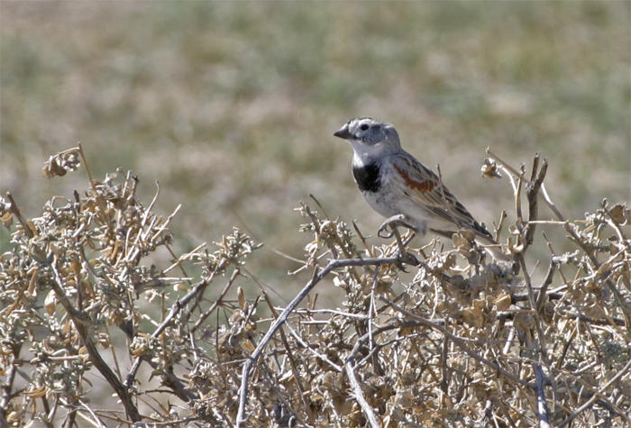 McCowns Longspur
