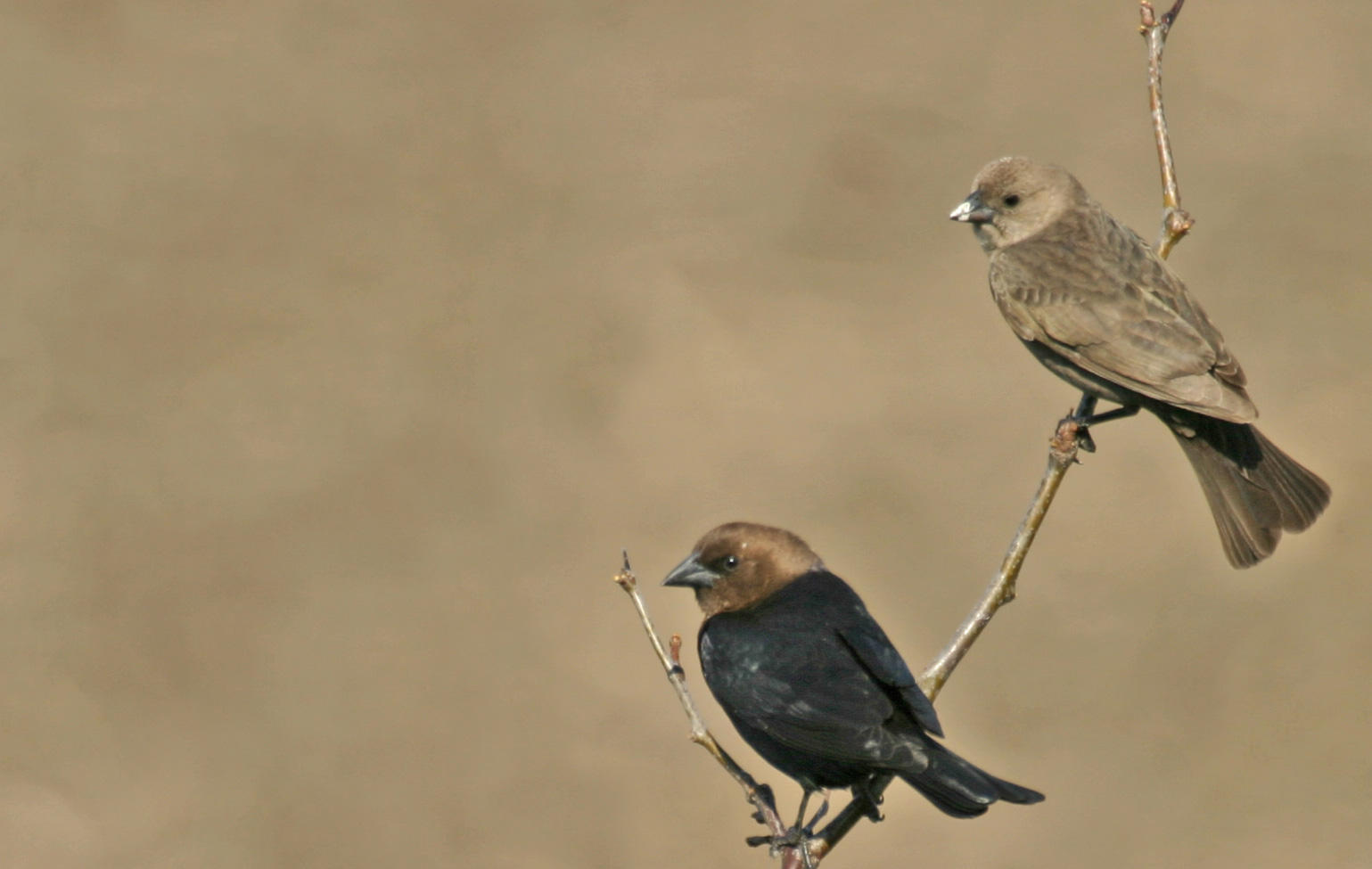 Brown-headed Cowbird