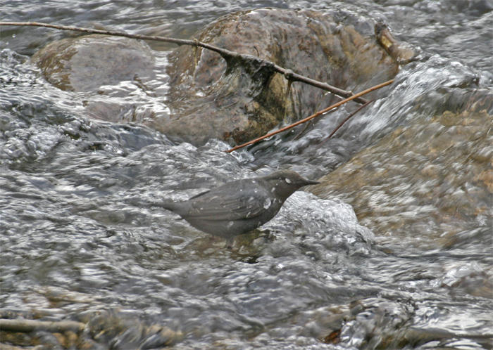 Dipper Survives