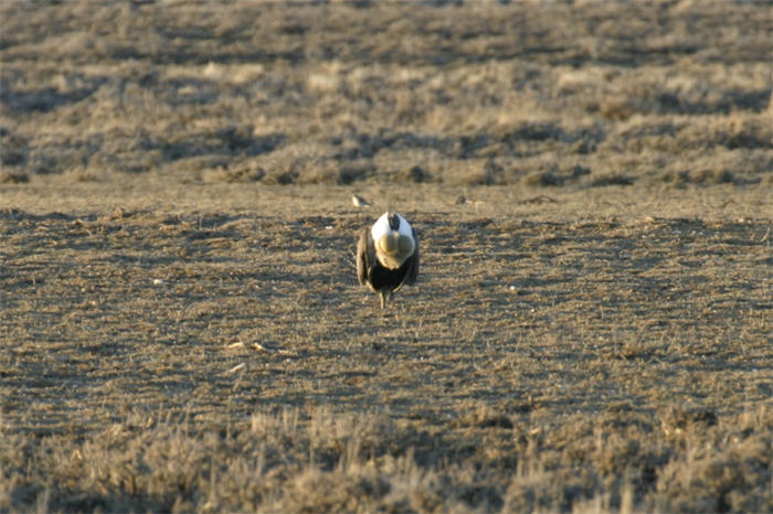 Greater Sage-Grouse