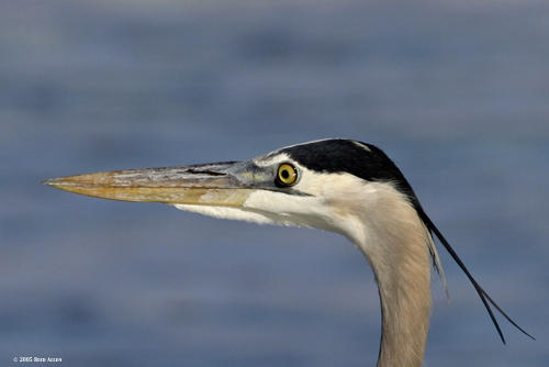 Great Blue Heron 4