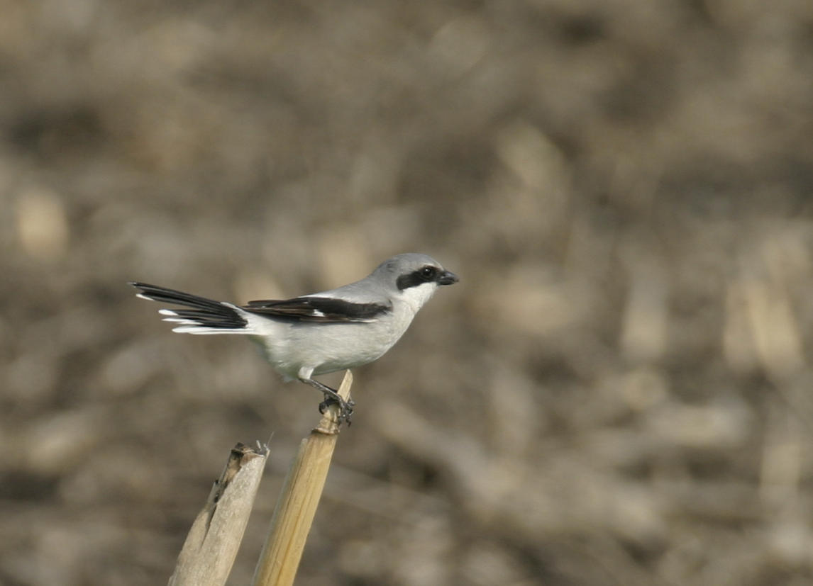 Loggerhead Shrike