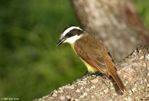 Great Kiskadee 2
