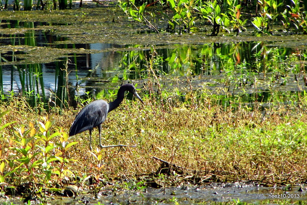 LITTLE BLUE HERON