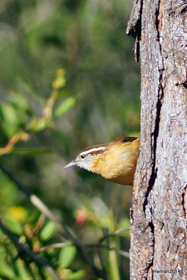 carolina wren