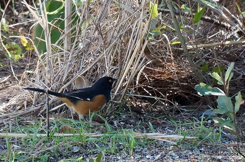 EASTERN TOWHEE