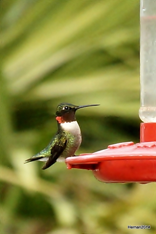 RUBY-THROATED HUMMINGBIRD