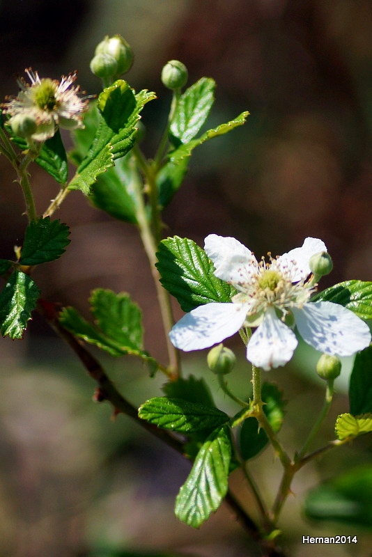 BLACKBERRY BLOOMS