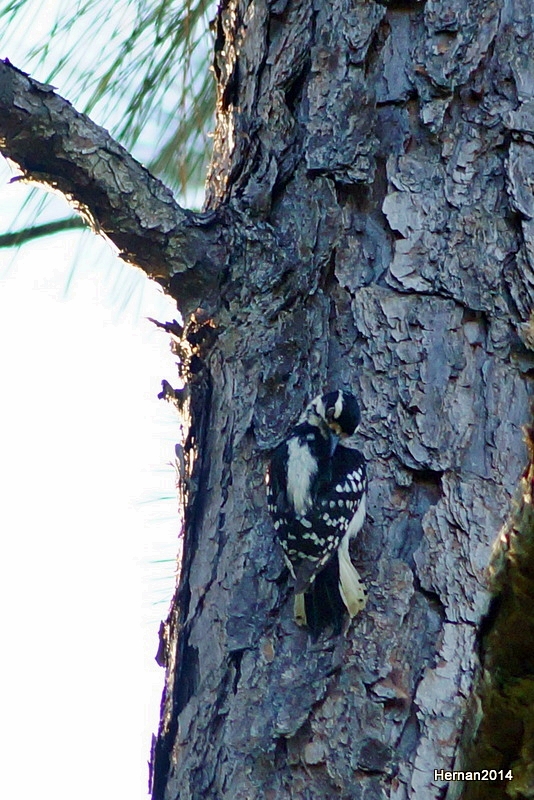 DOWNY WOODPECKER