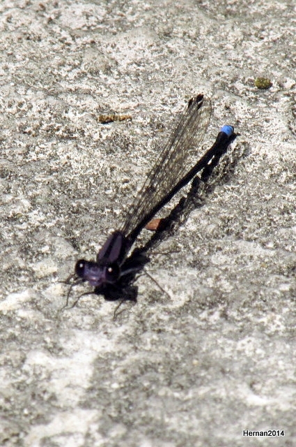 DAMSELFLY