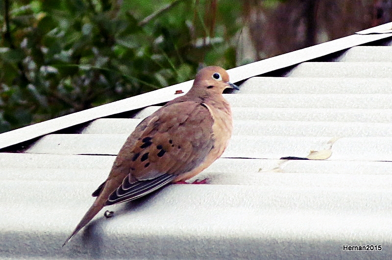 NO WARMTH FROM THIS ROOF TODAY!