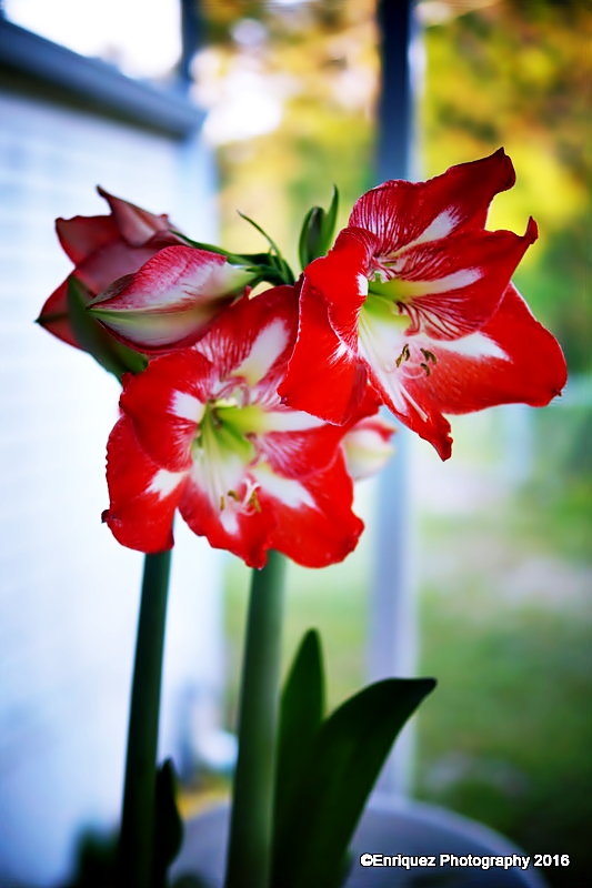 Amaryllis has new blooms!