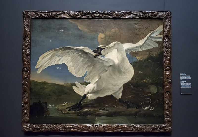 The Threatened Swan,' Jan Asselijn (1640s) photo - Helen Betts photos at pbase.com