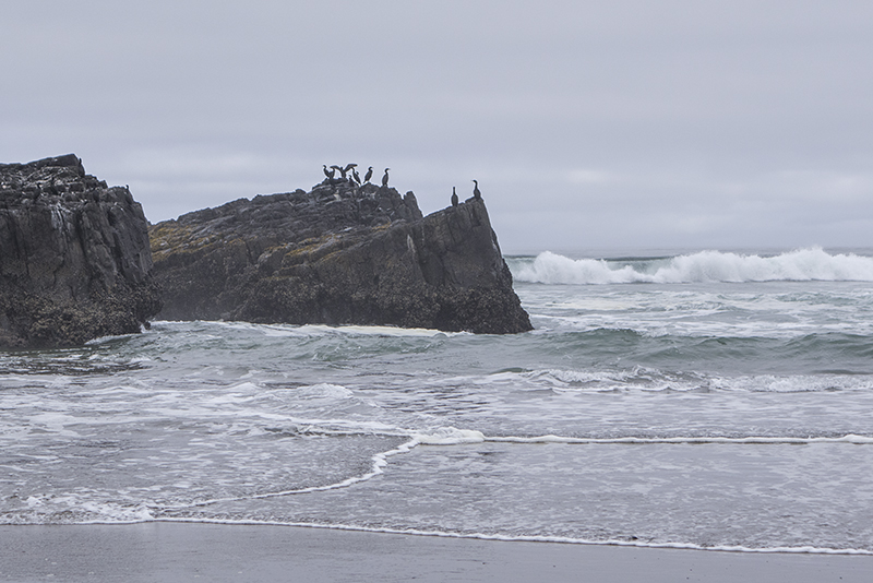 The bird rock