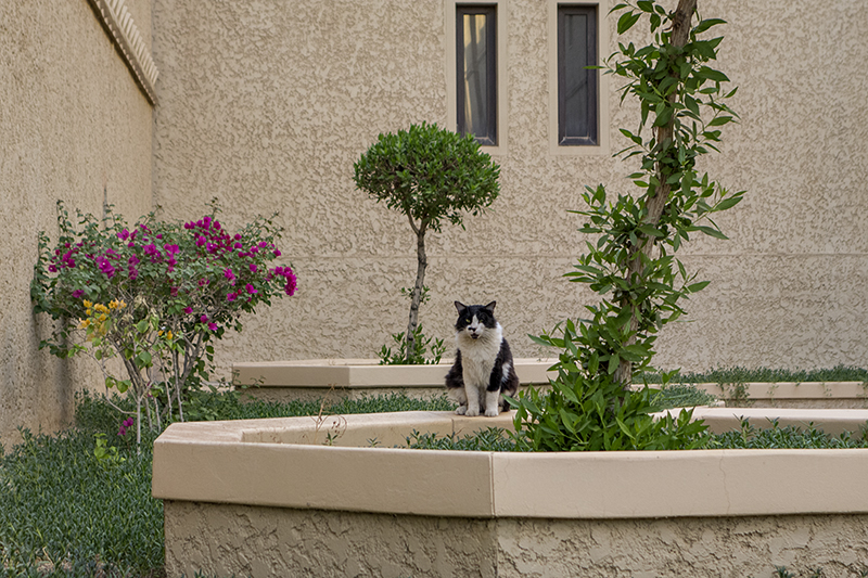 Plaza denizen