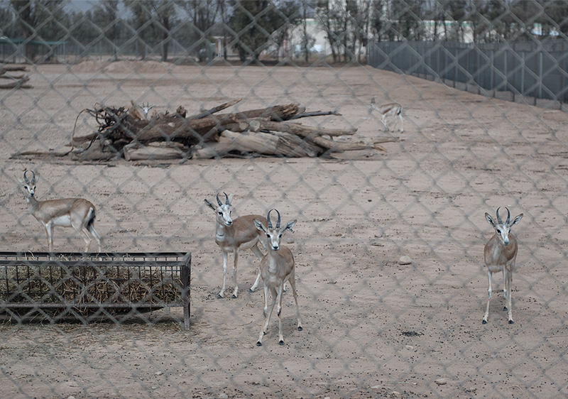 Gazelles