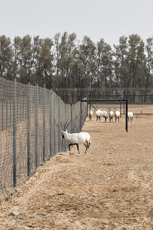 Oryx