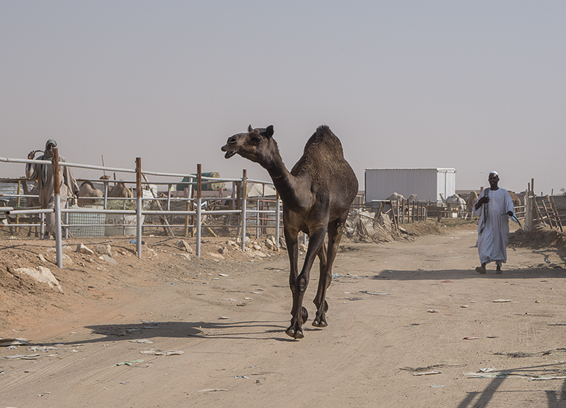 Runaway camel