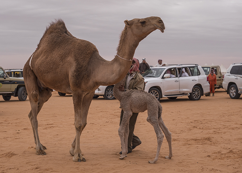 The baby camel story (5/8): Reunited