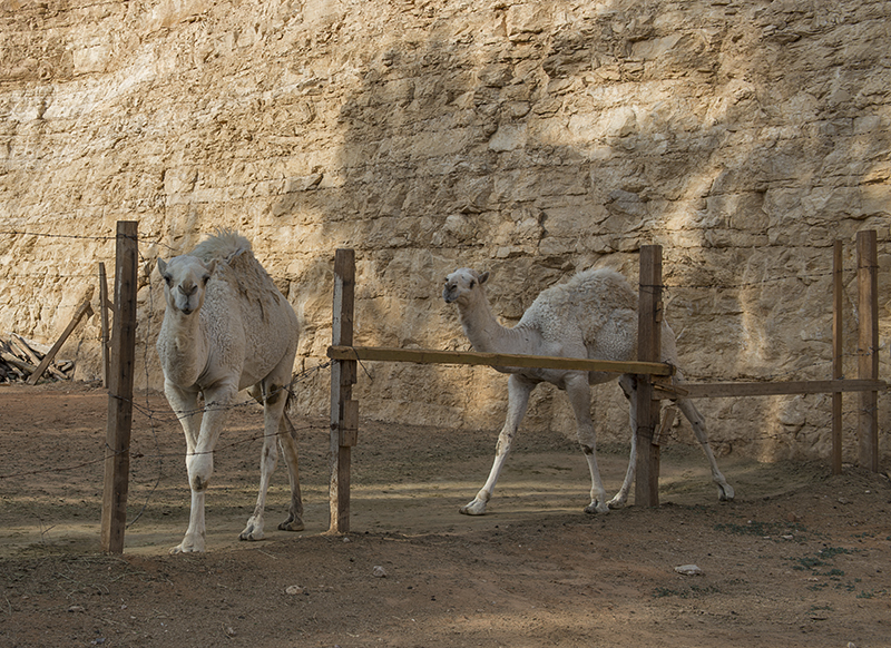 Inquisitive babies