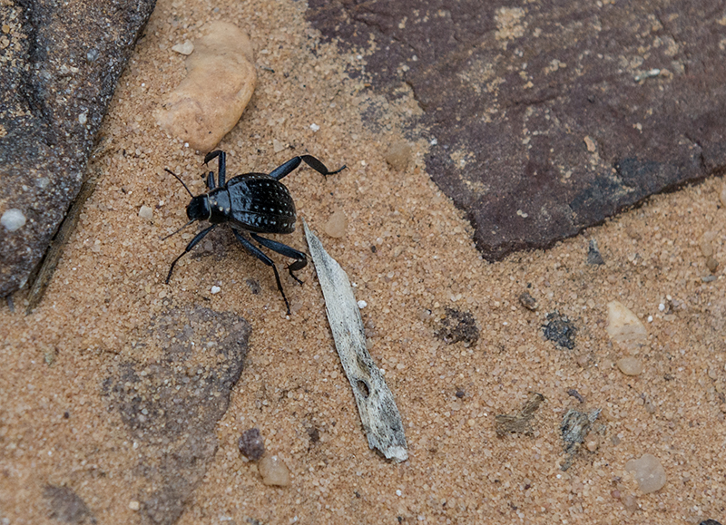Desert resident