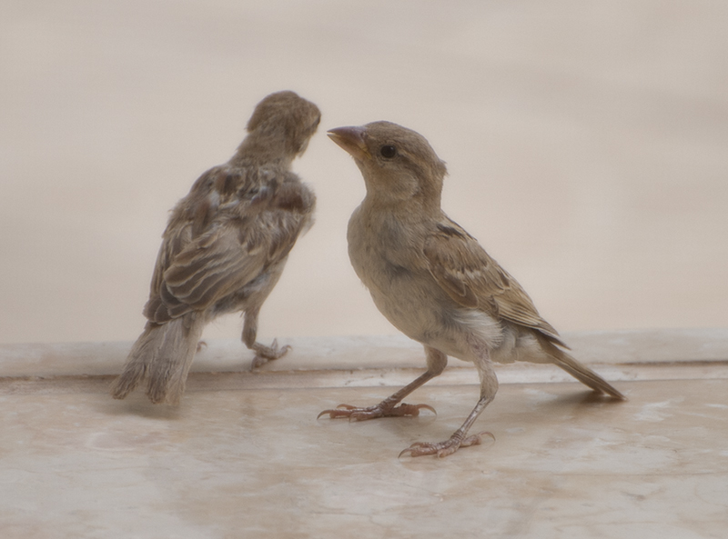 Our new tenants