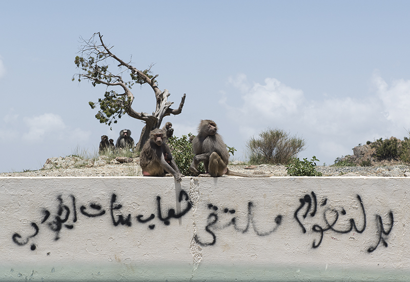 The baboons of Asir -- on the fence