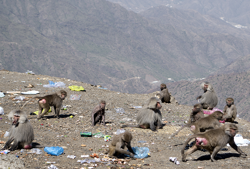 The baboons of Asir -- garbage collectors