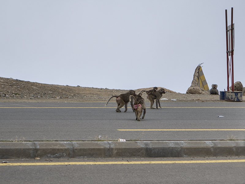 The baboons of Asir -- jaywalking