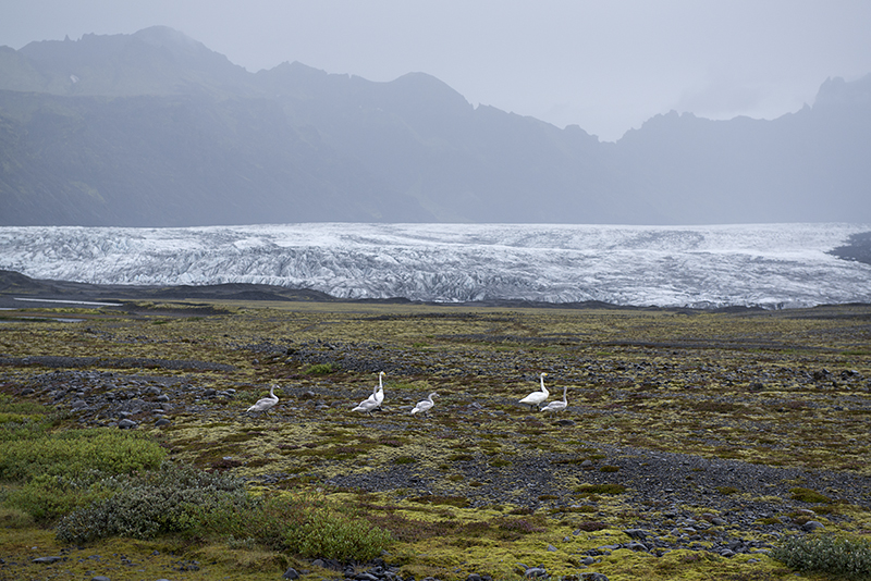 Svnafellsjkull