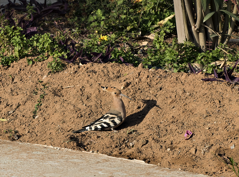 Hoopoe