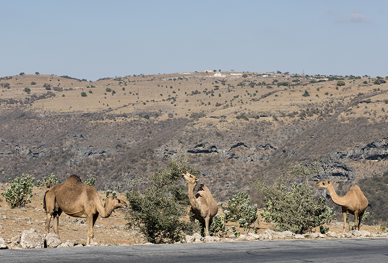 Dining on frankincense leaves