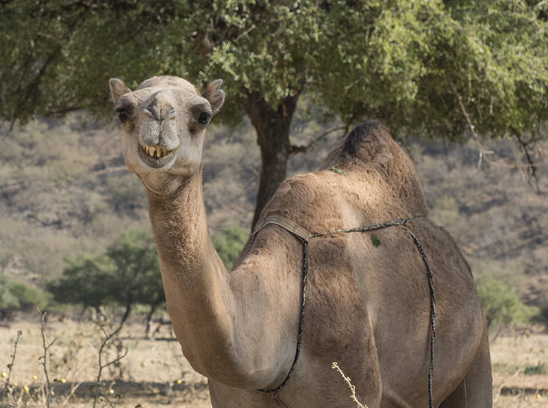 Wadi Dharbat, smiling