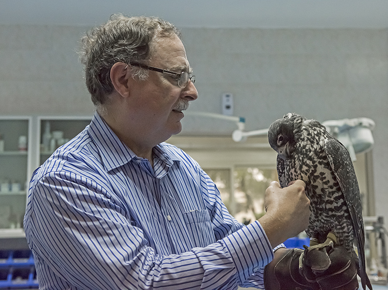 A falcons softer side