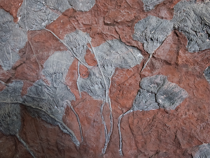Erfoud, fossil workshop