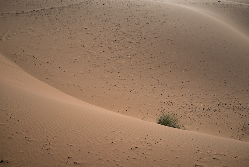Sahara Desert, curvaceous