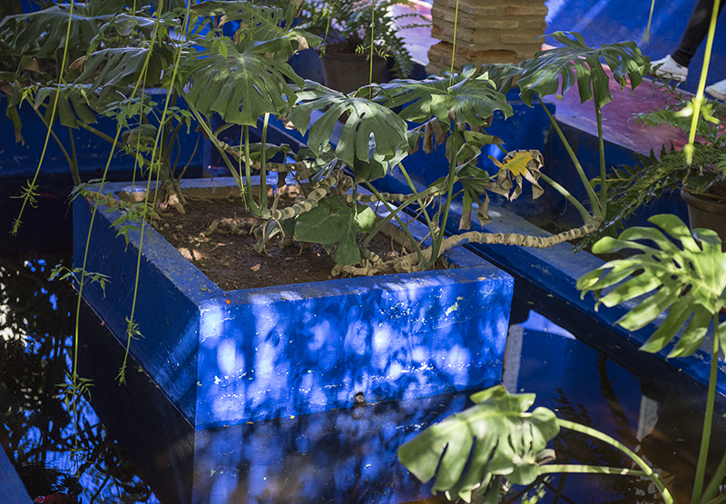 Majorelle Garden