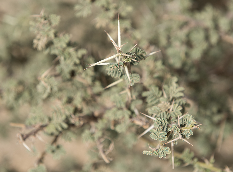 Monkey quest: Wicked vegetation