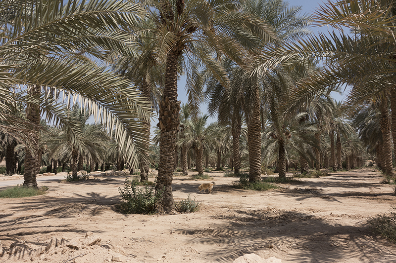 Palms and more palms