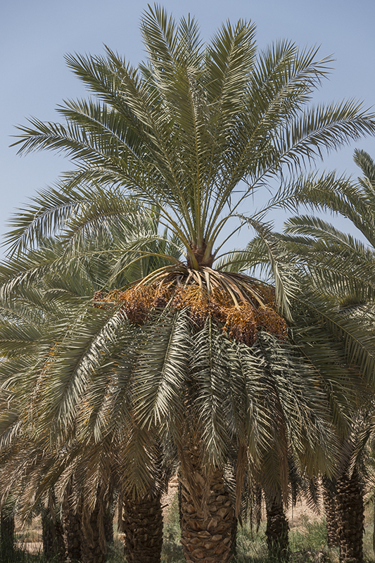 Rich harvest