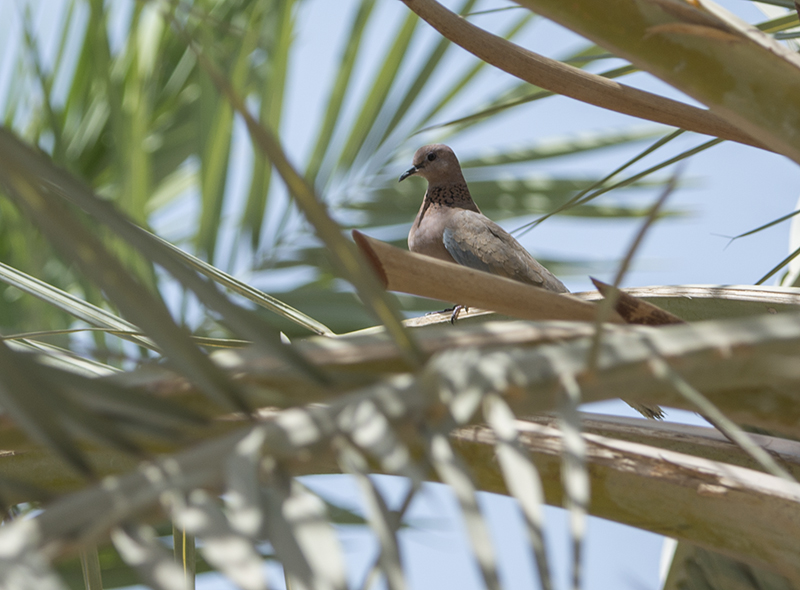 A bird!