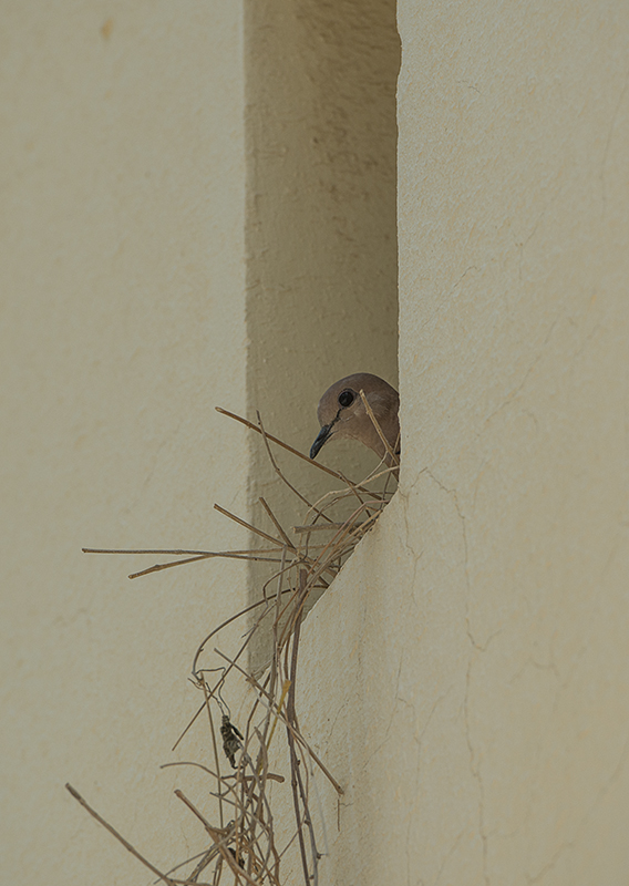 New neighbor