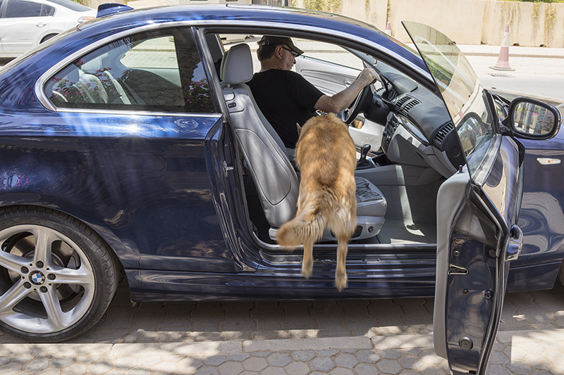 The dog who hates car rides (2)