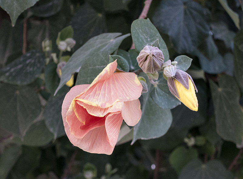 In bloom