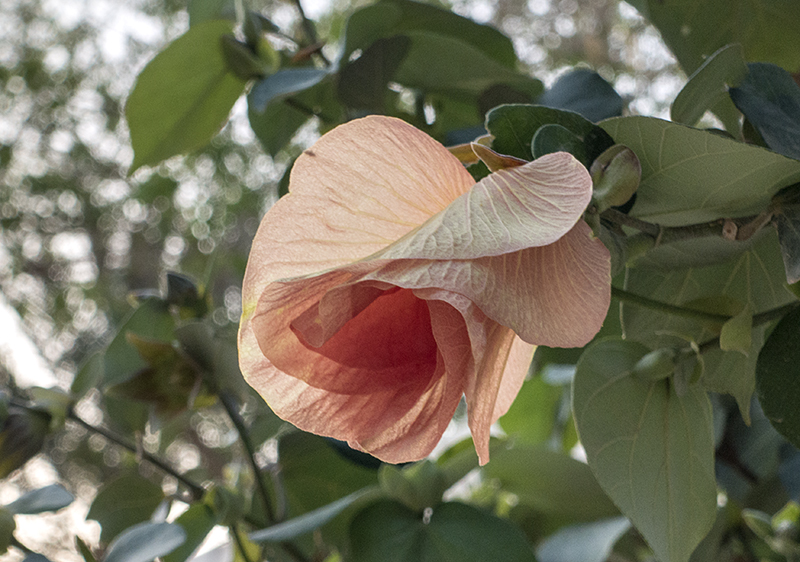 Flowering trees