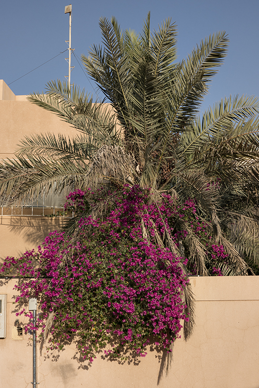 Flowering palm or frondy bougainvillea
