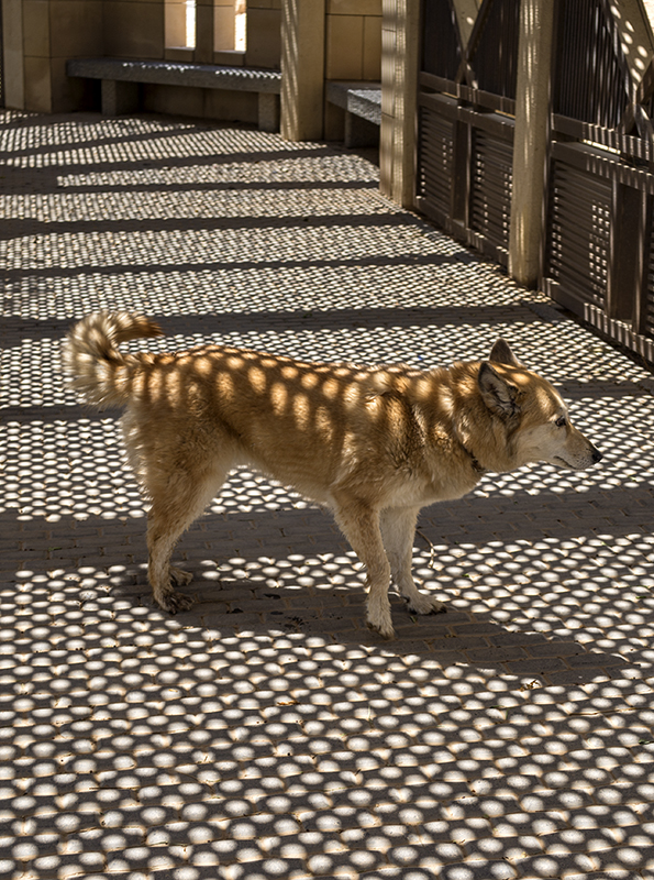 Dappled dog