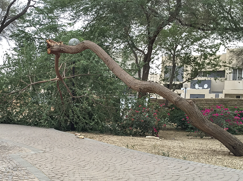 The tree that leaned too far